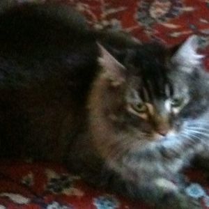 Meet your Posher, Lori